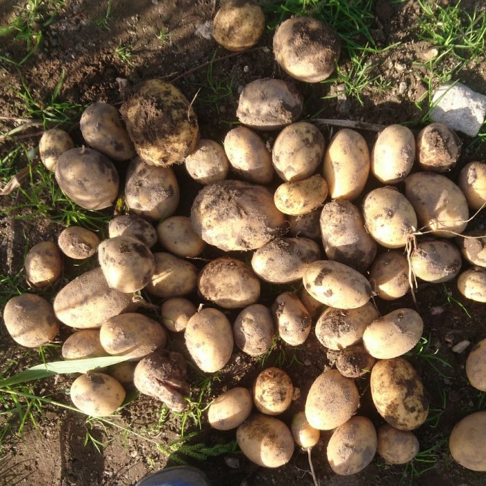 Kartoffeln